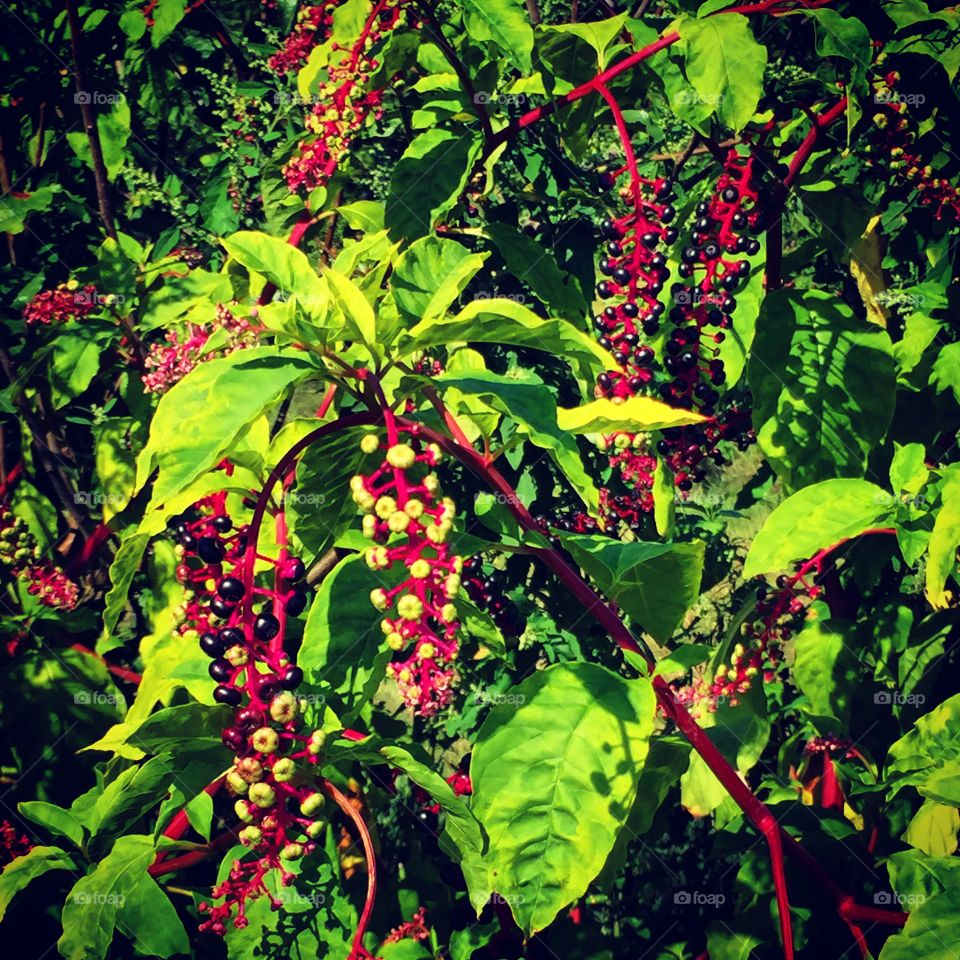 Russell Orchards, Ipswich, Massachusetts 