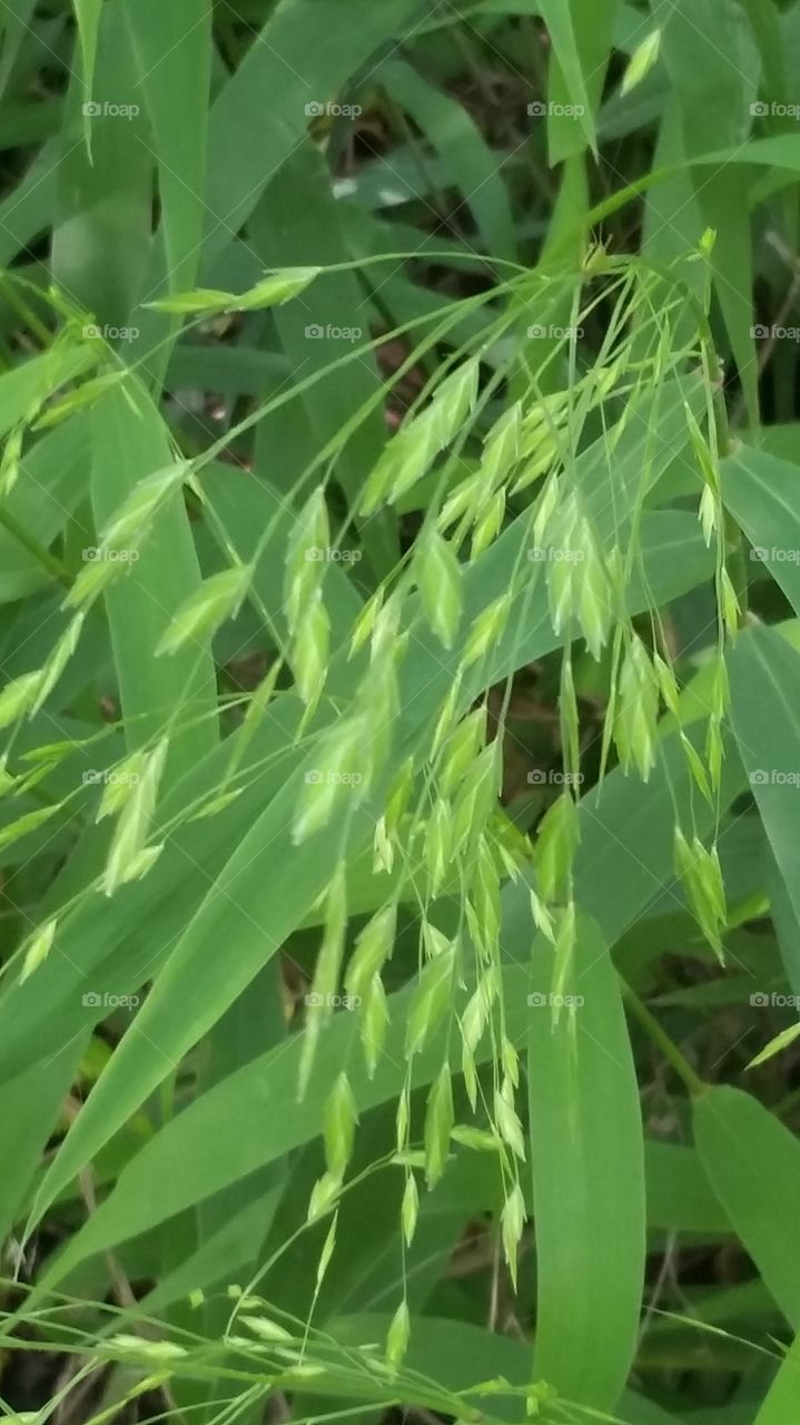 wild river oats