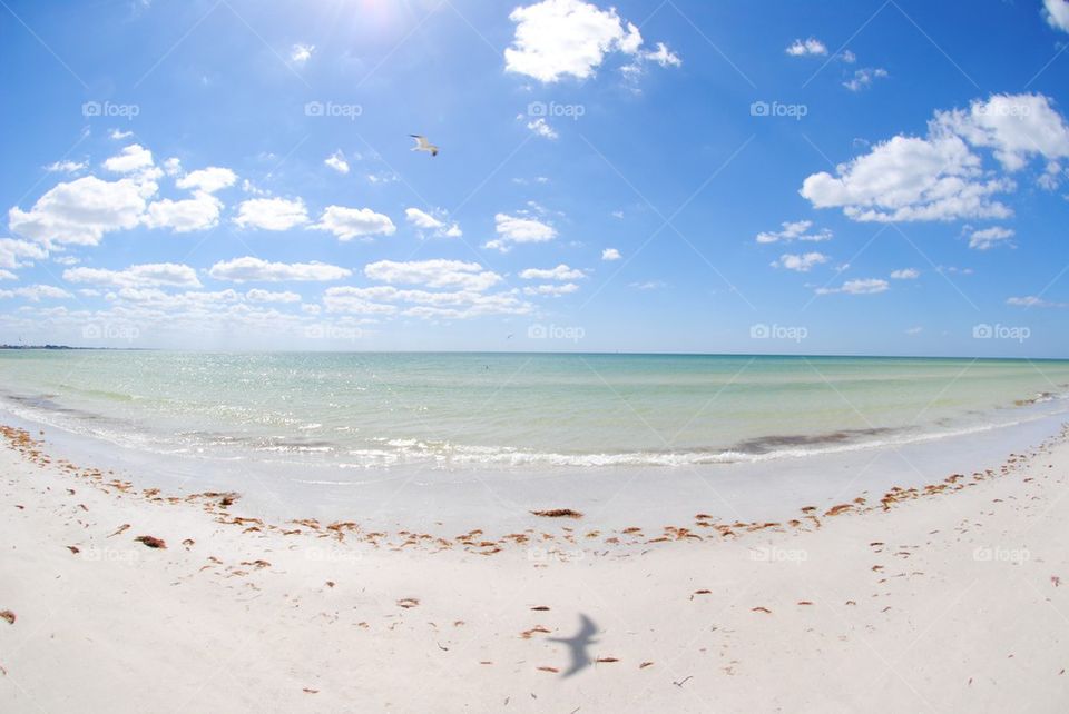 Bird over the Beach