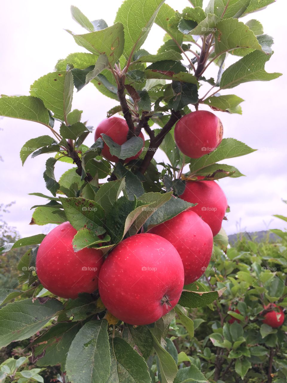 Apple. Good season. Kristiansand, Norway.