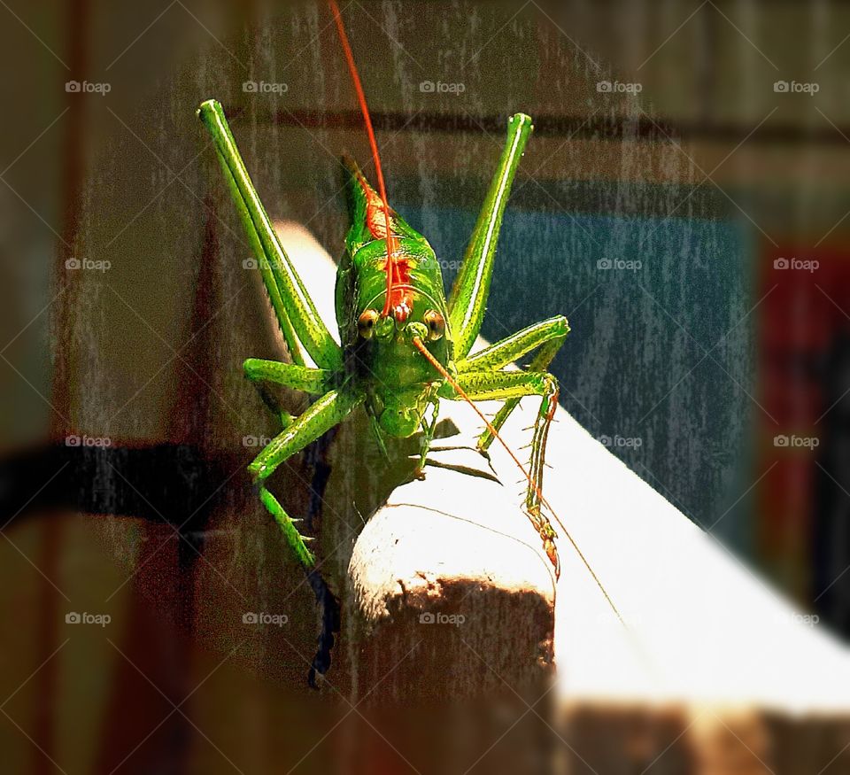 The  Grasshopper