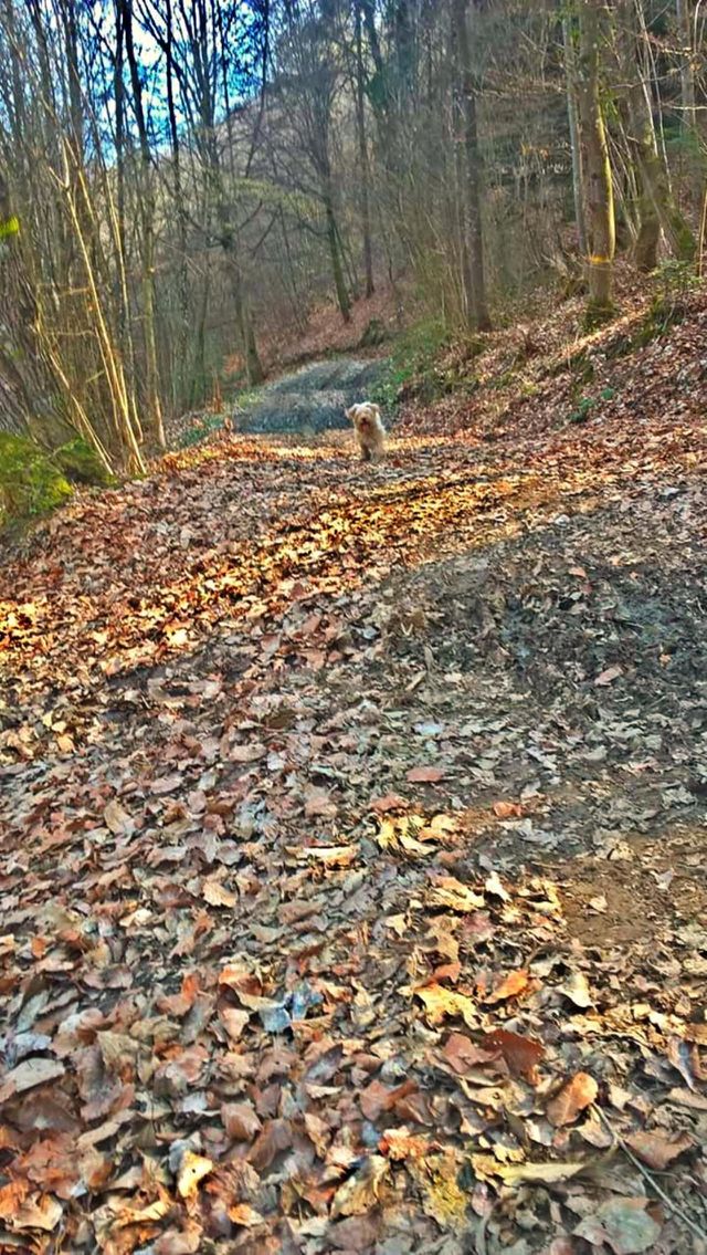 Forêt
