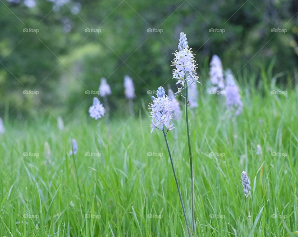 Close-up of violet flowers