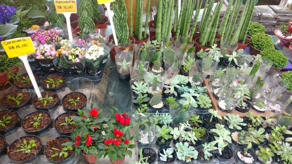 red peppers and suculents