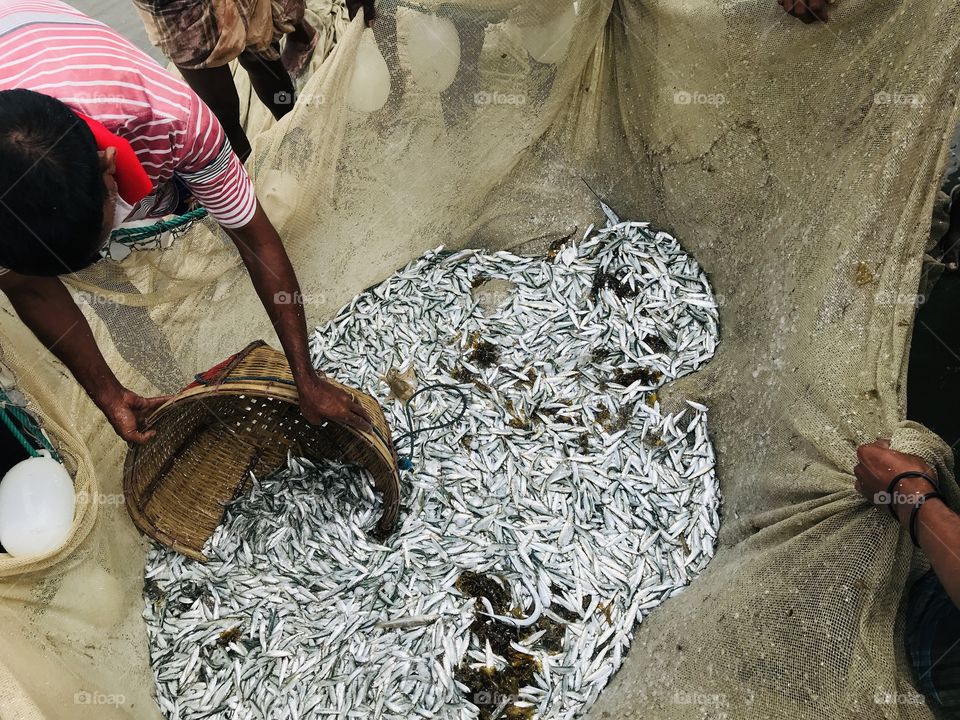 Fishermen’s daily activity. They catch the ocean fishes from nets for selling them to earn money. 