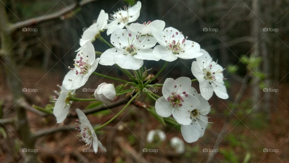 Flower, Nature, Tree, Flora, Outdoors