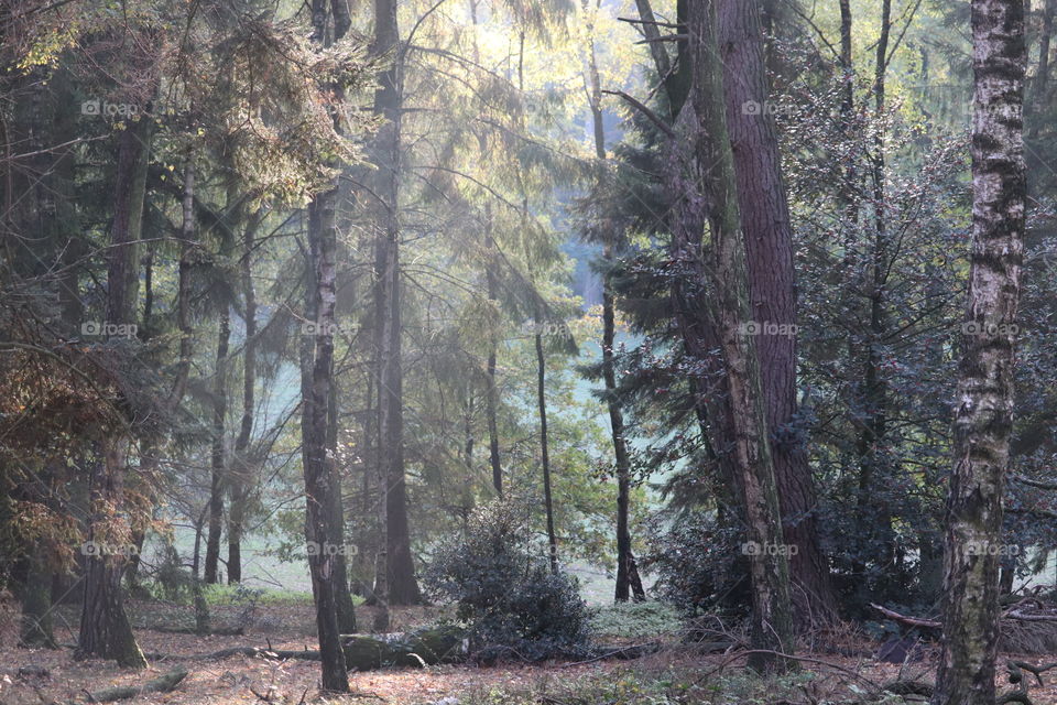 Forest Veluwezoom 