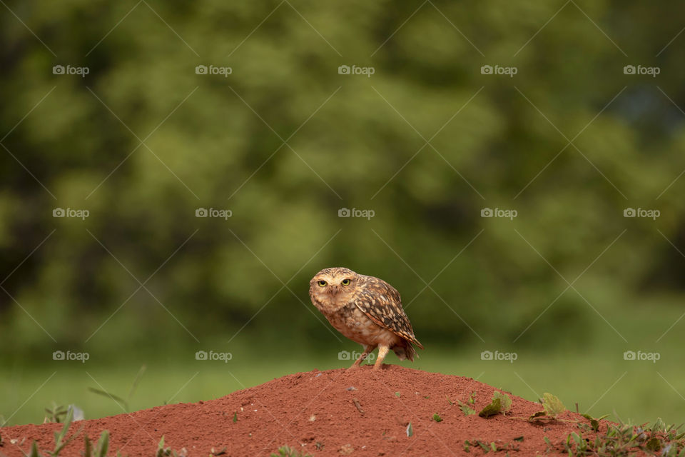 Curious owl