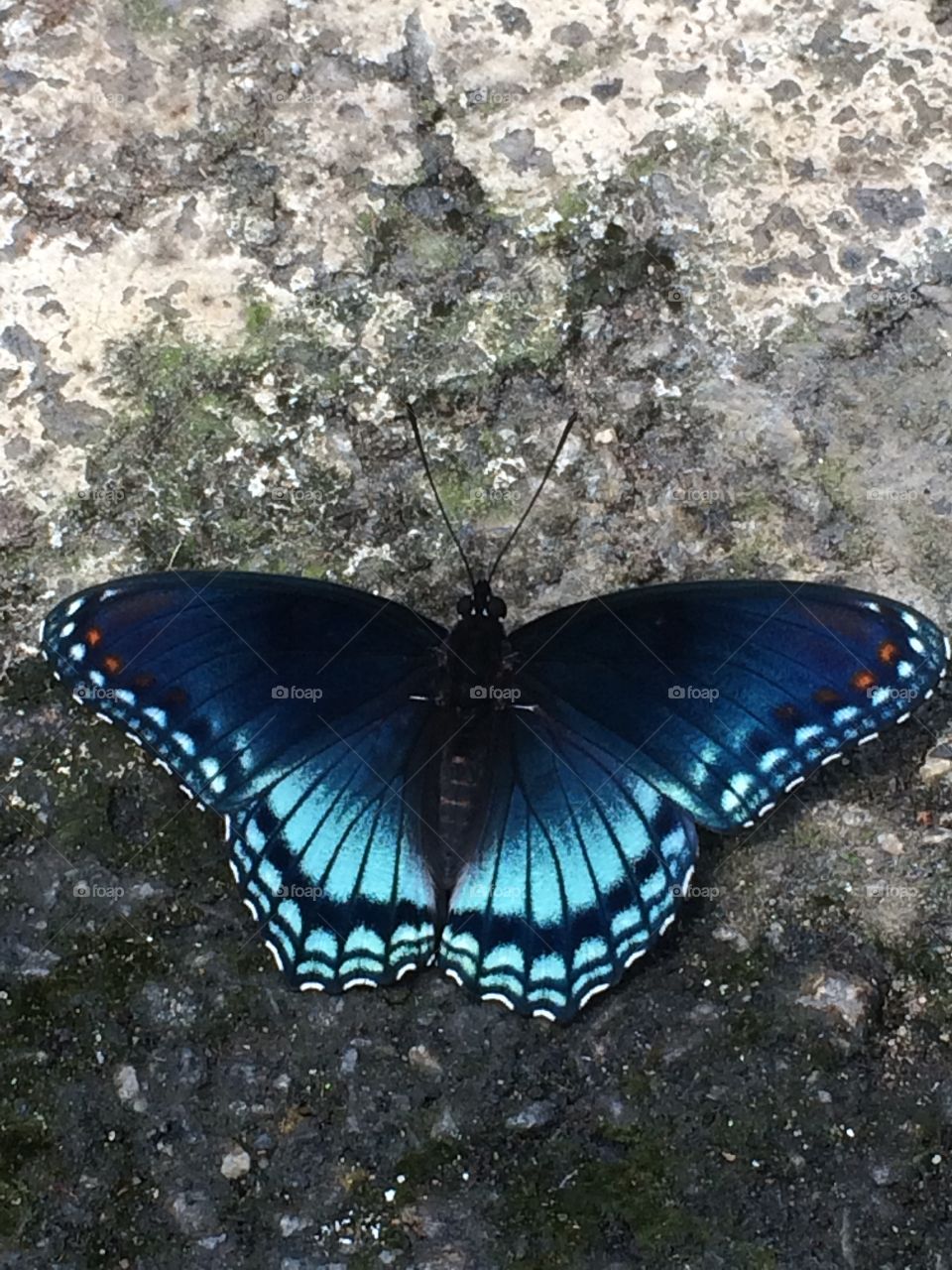 Nature . Landing butterfly
