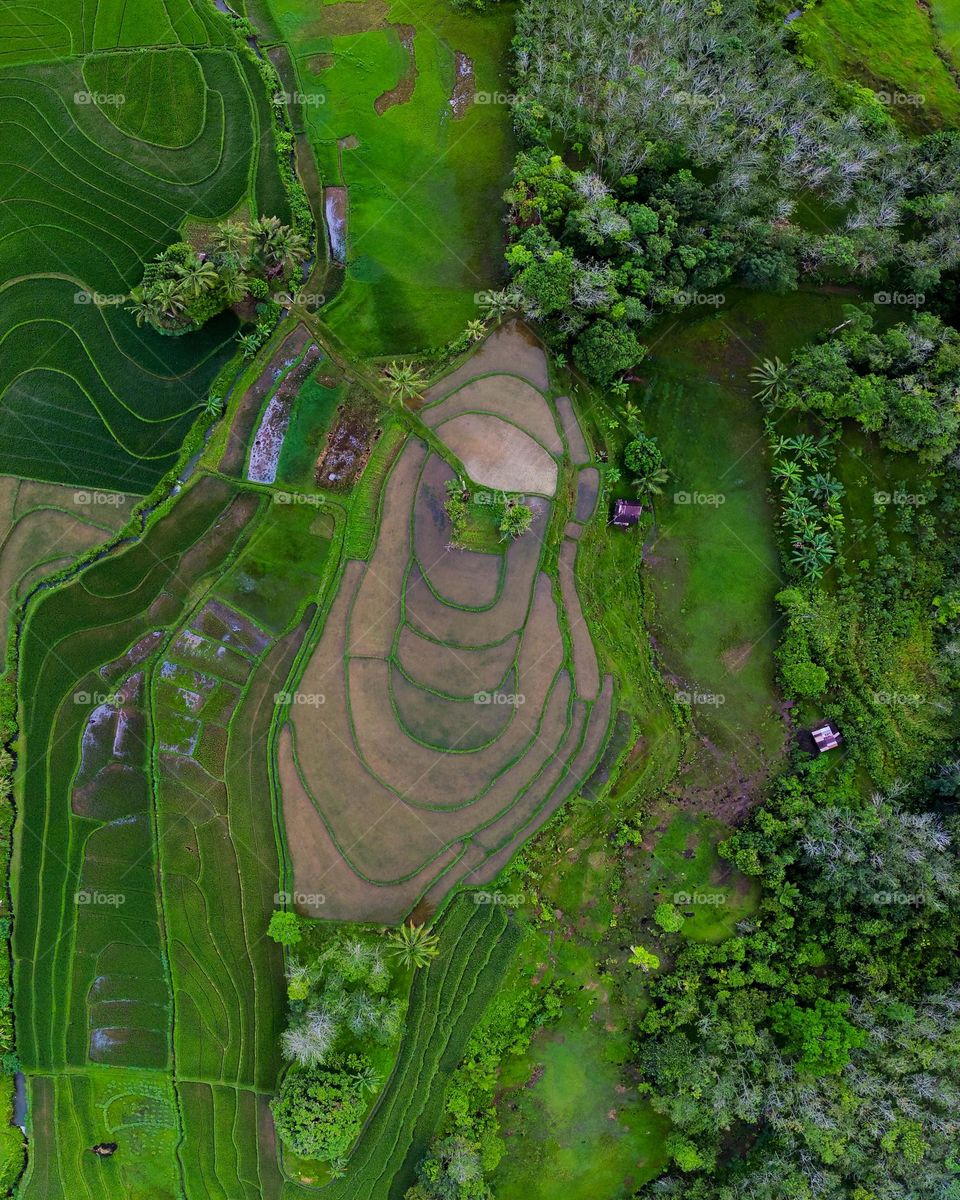 circle terrace of green rice fields