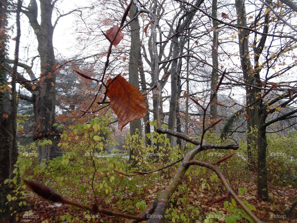 Parc de Mariemont , la Louvière