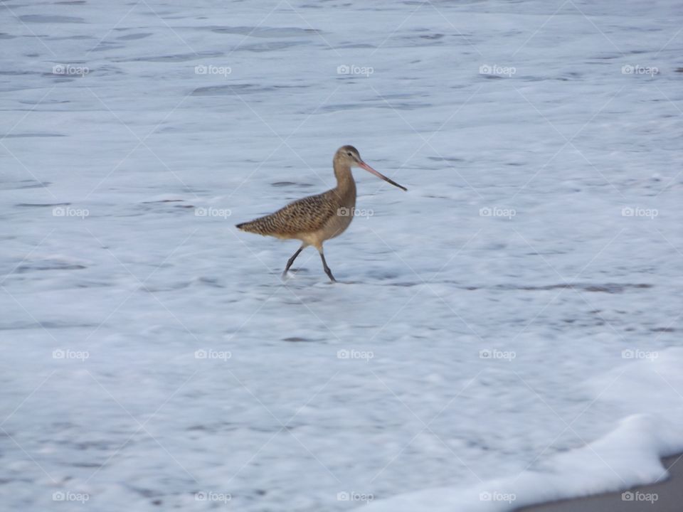 Long-billed Dowitcher