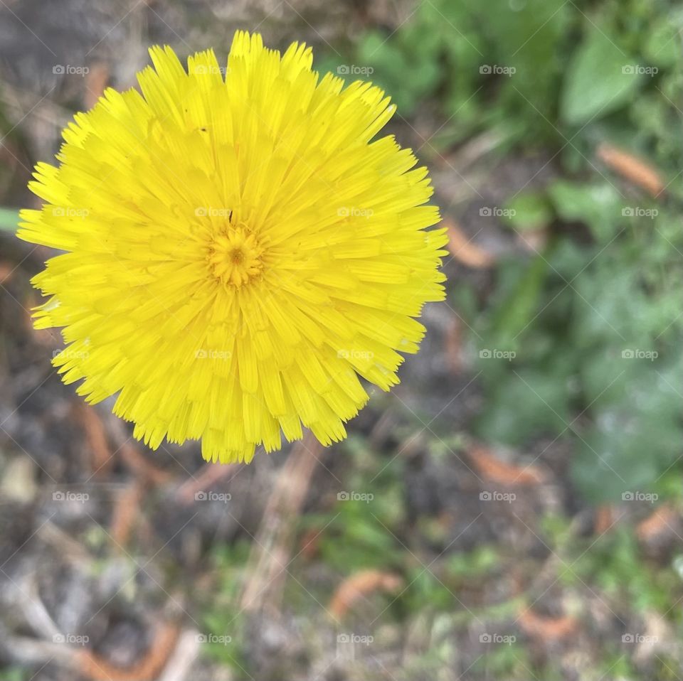 Dandelion 