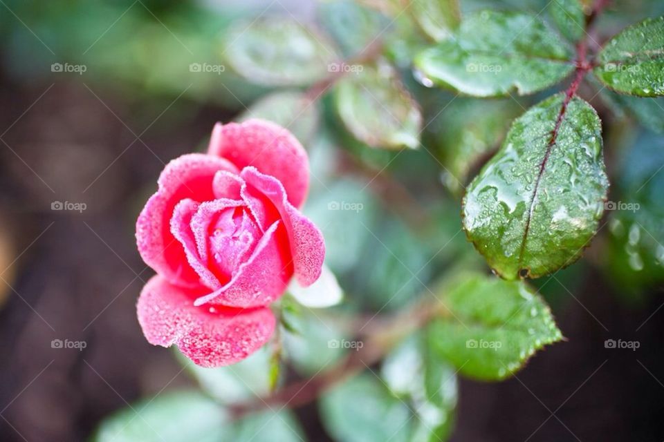Icy Rose