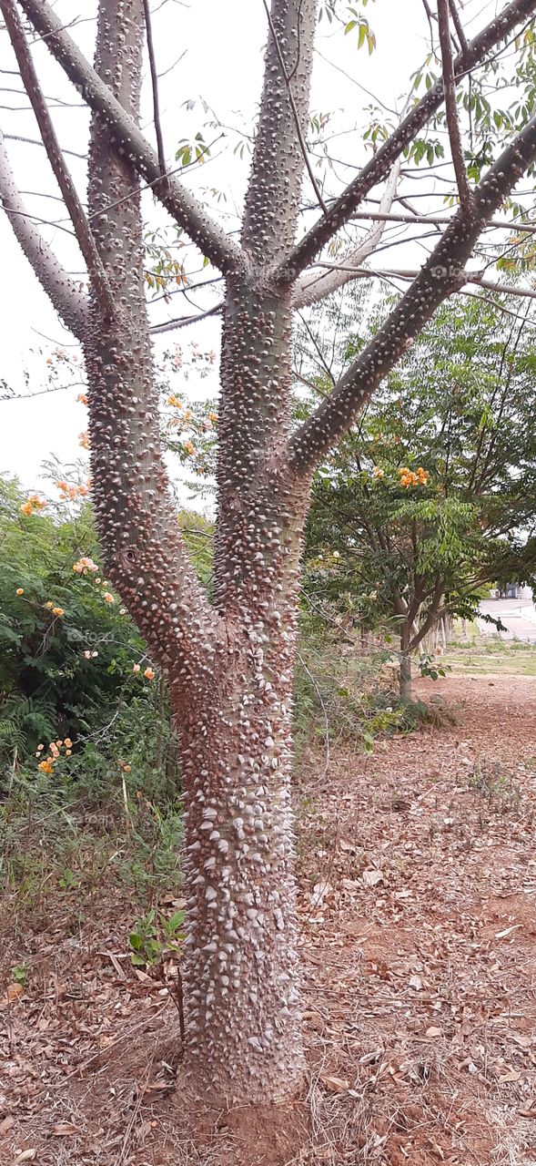 Tree with the stem of thorns.