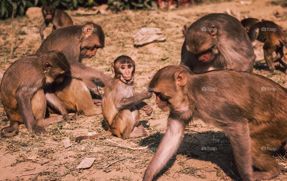 monkey baby portrait in group