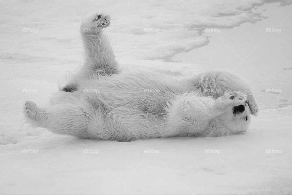 This polar bear though😂😂