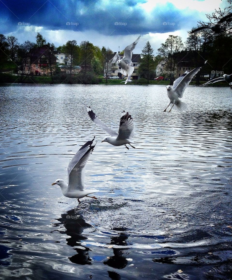 Seagulls