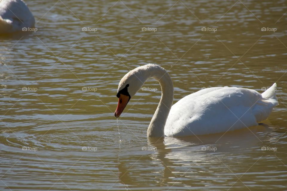 swans on the lake