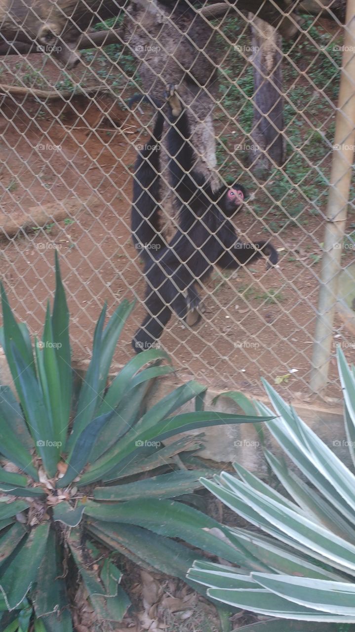 Macaco do zoológico