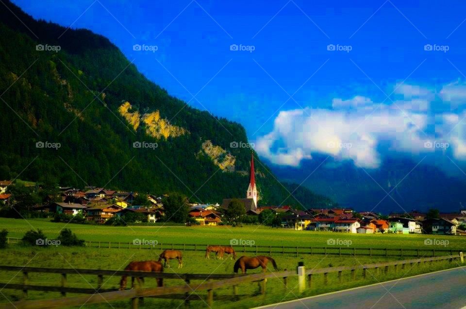 Horses in Austria