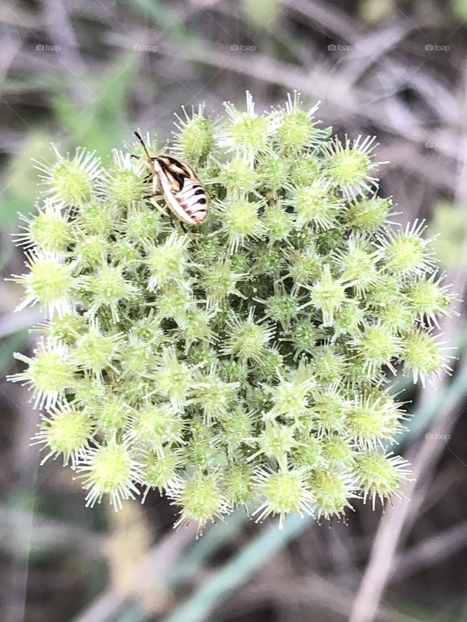 A closeup of a beautiful cluster of tiny green flowers that has a tiny friend feeding from it here in the ranch!