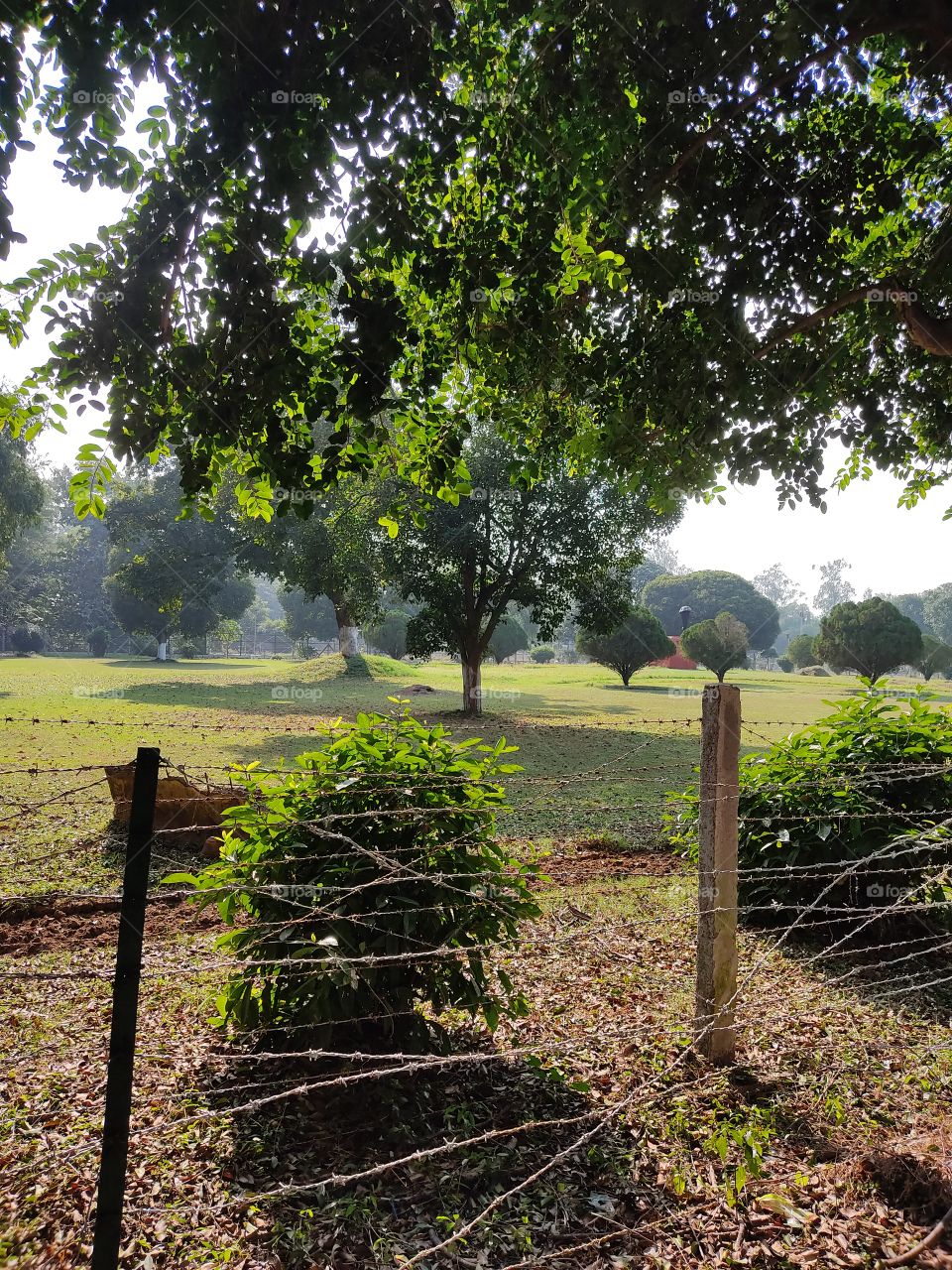 🌳🌱🌿☘🍀🍃🍂🍁🥀🌸