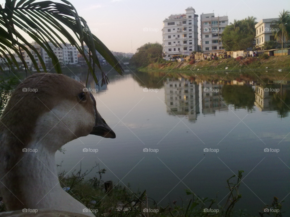 duck lake water see the world through dhaka by sunfire_faisal