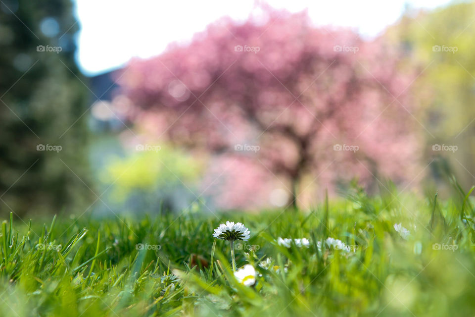 Beauty from the tiny side