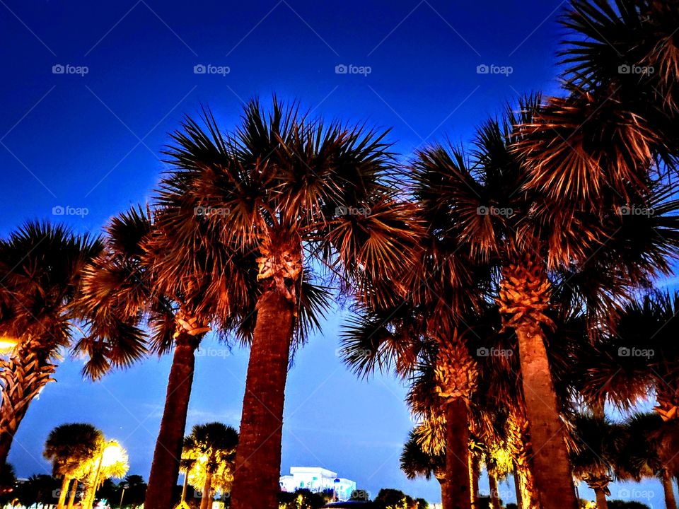 Palm Trees and the Night Sky