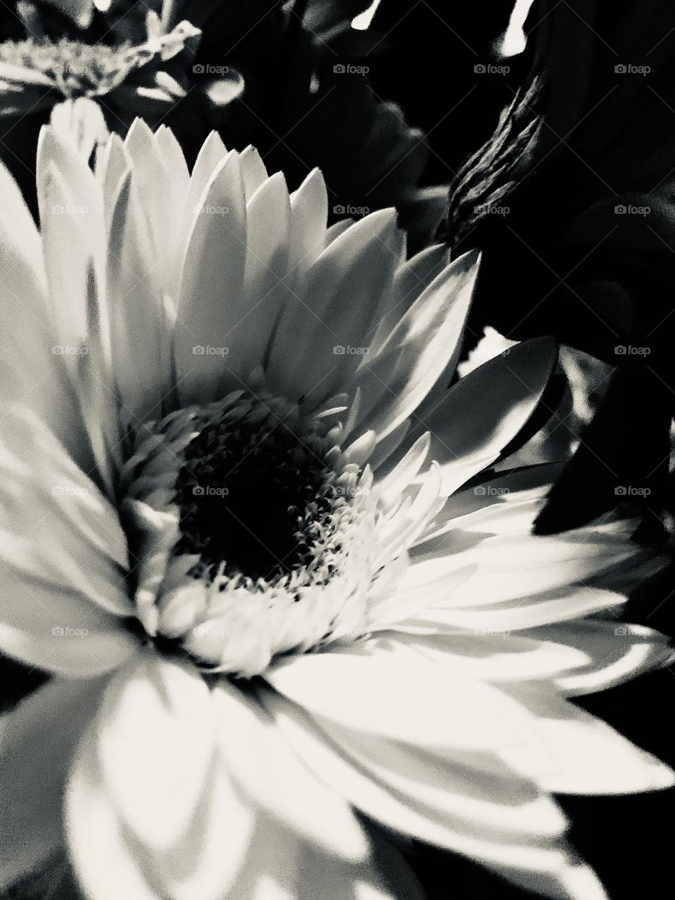 B&w bloom 