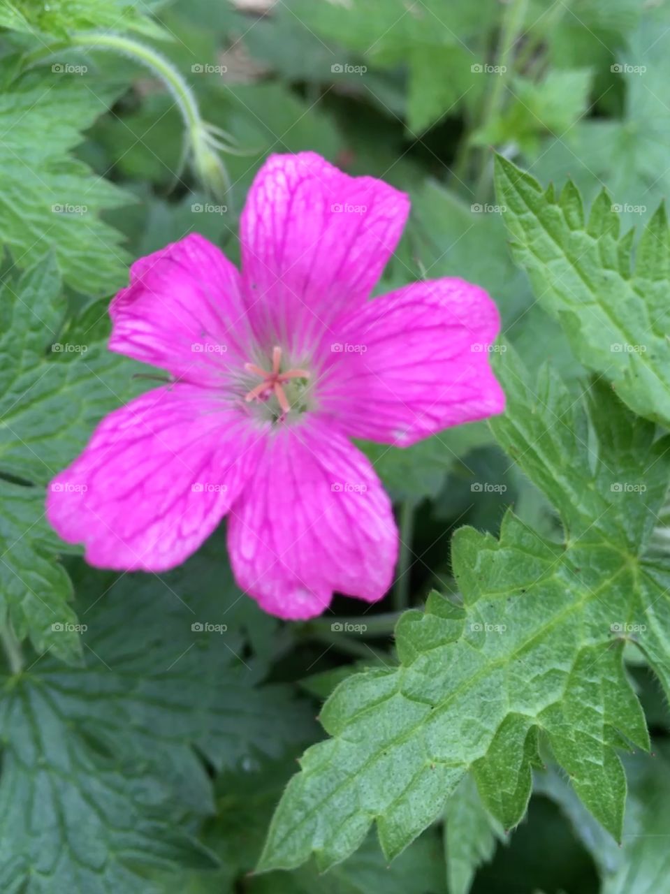 Close up view of cranesbill geranium flower in the summer in the garden surrounded by leaves