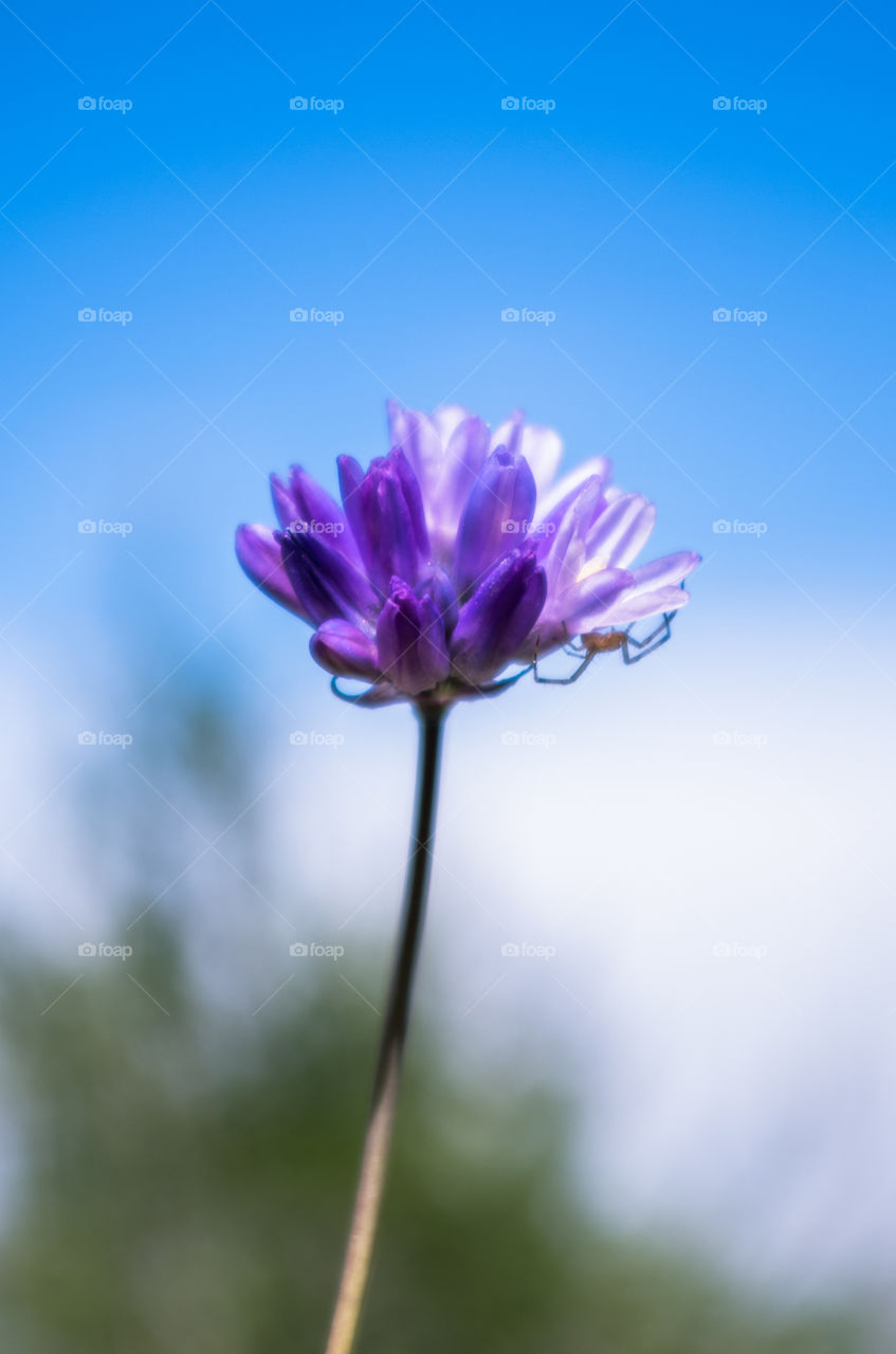 A spider and it's flower. Taken during a hike in Hemet, Ca