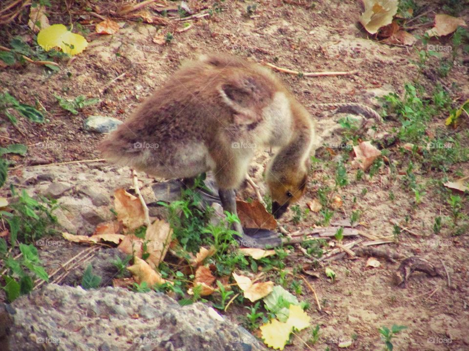 baby geese