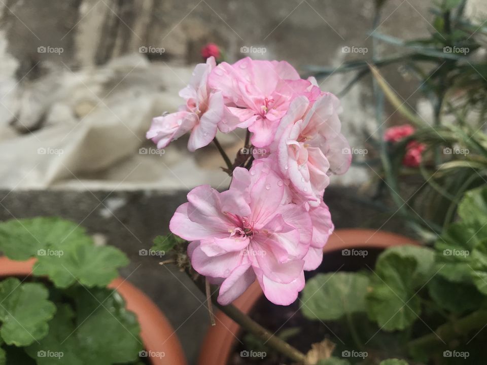 Pink flower 