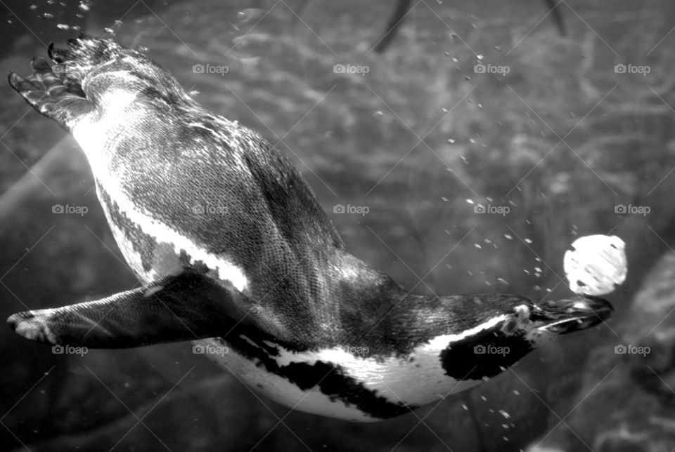 Penguin playing with a plastic ball.