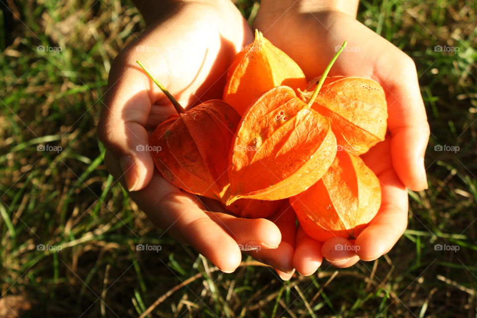 Hands holding ripe physalis husks