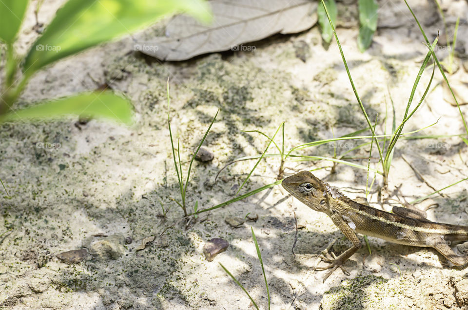 Small Long tailed lizard branches sheds On the ground.