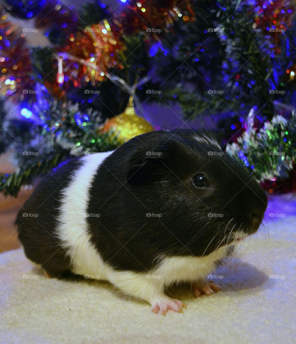 Guinea pig in front of christmas tree