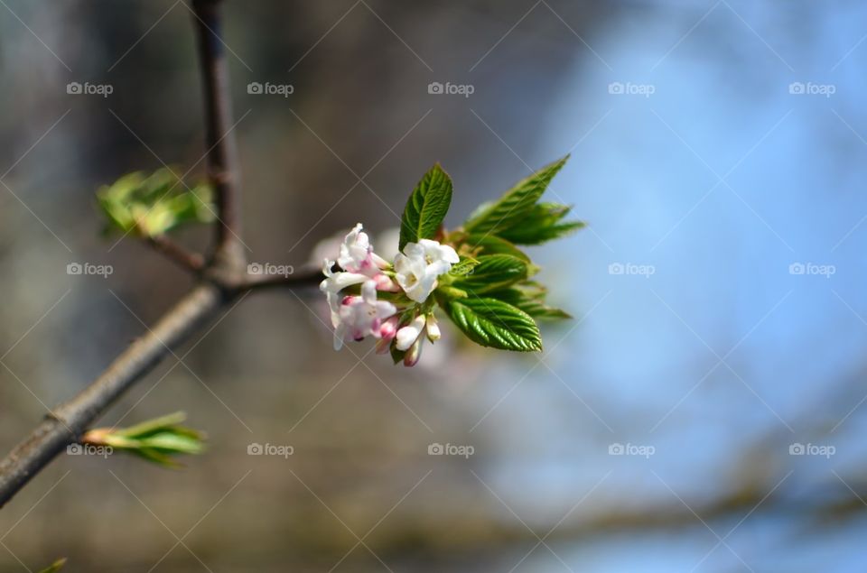 flowers