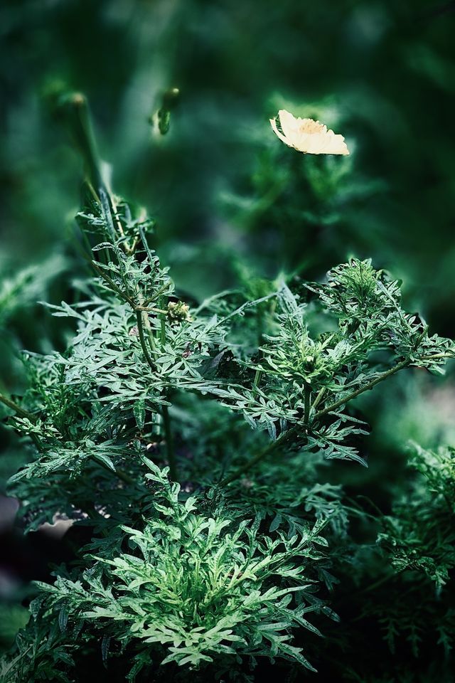 Green angel in love 