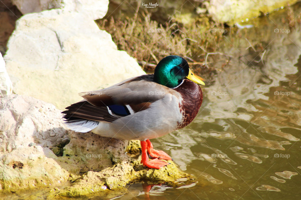 The Mallard