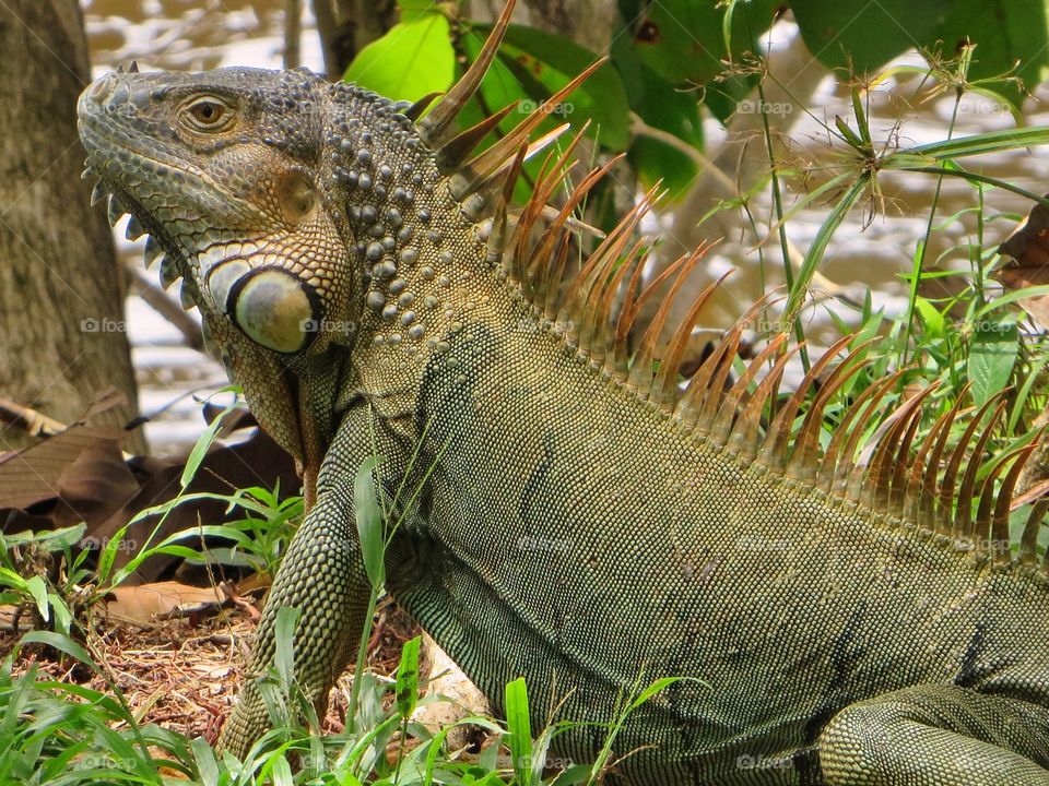 Green iguana