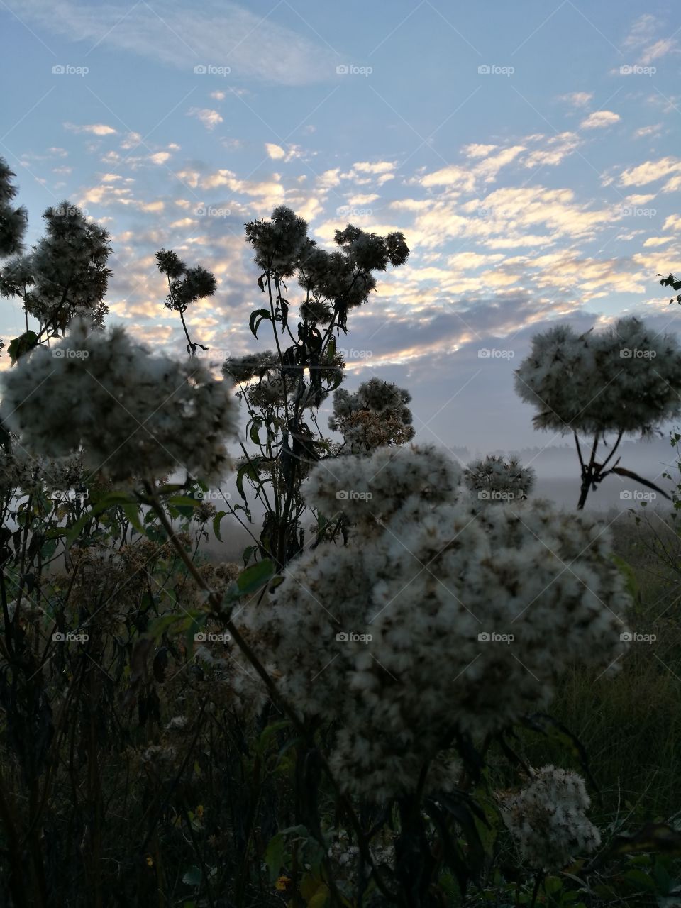 Flowers and clouds