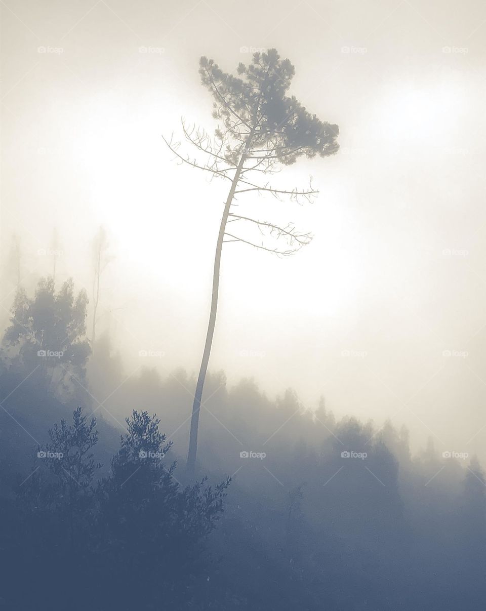 Trees in the early morning mist, one stands out starkly from the rest 