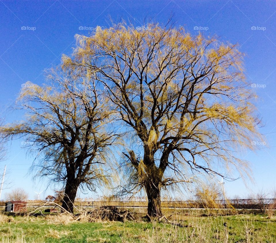 Two willows