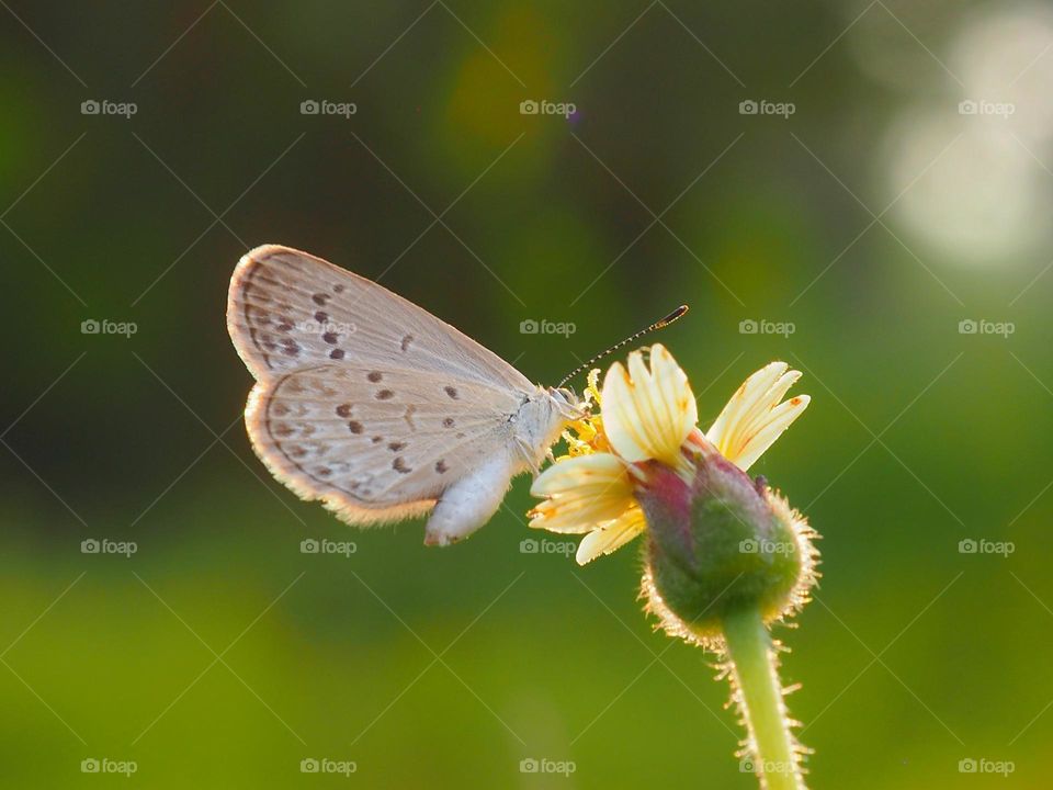 butterfly & flowers