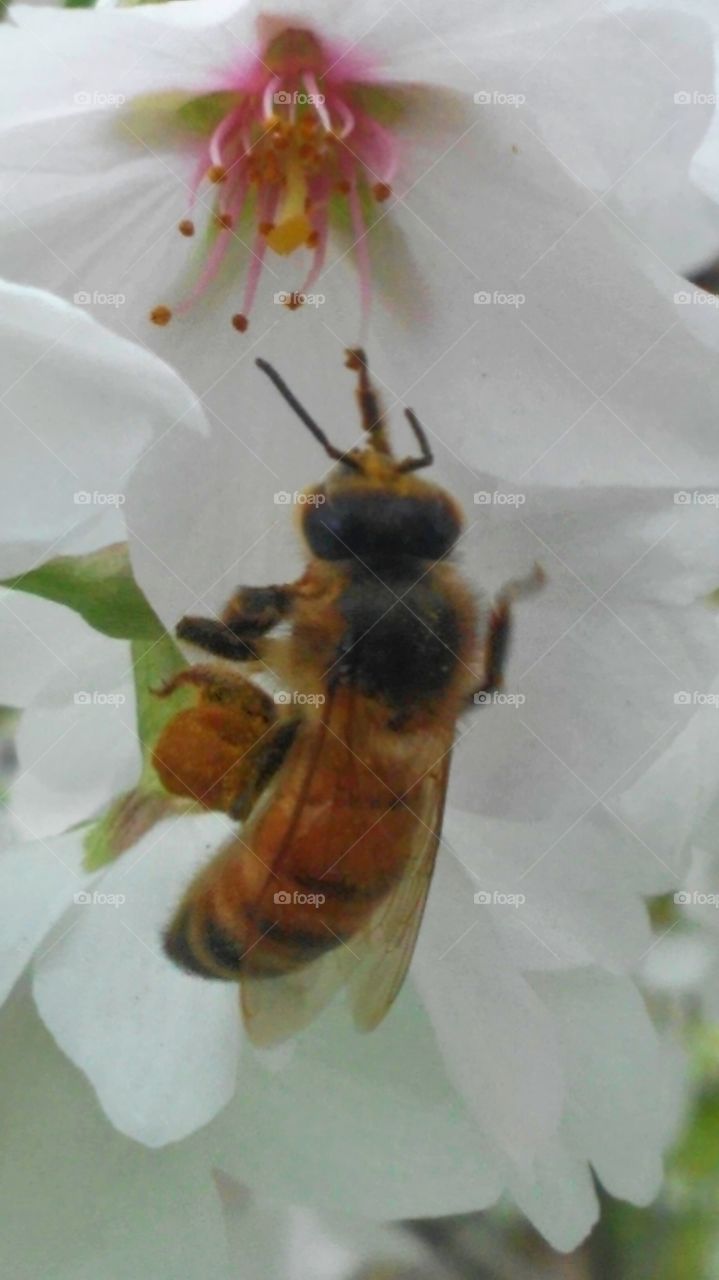 Insect, Flower, Nature, Bee, No Person