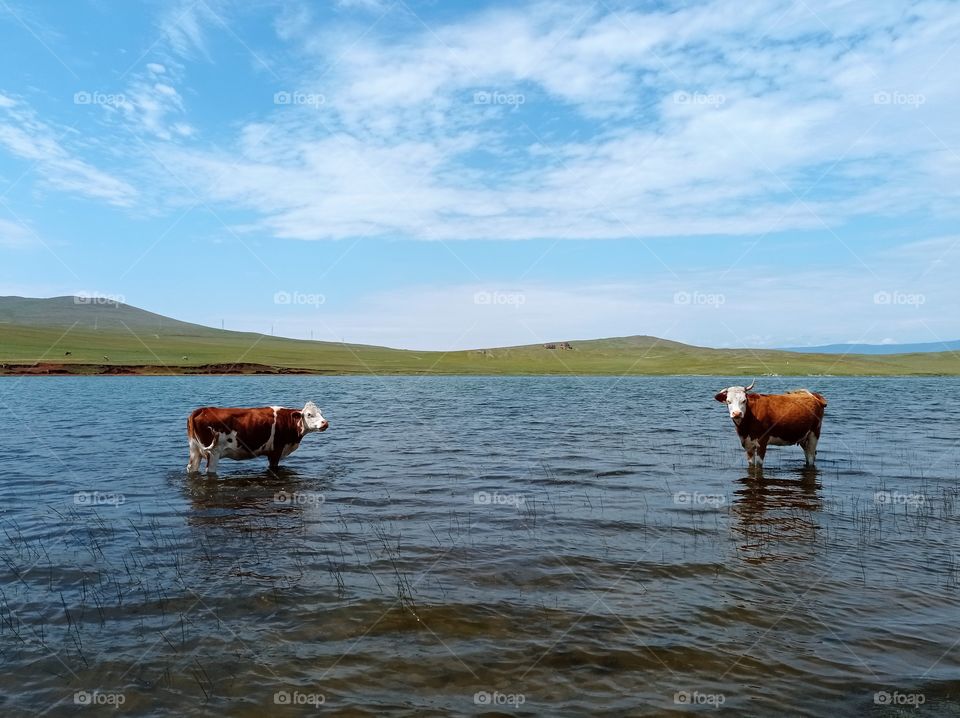 Lake with cows