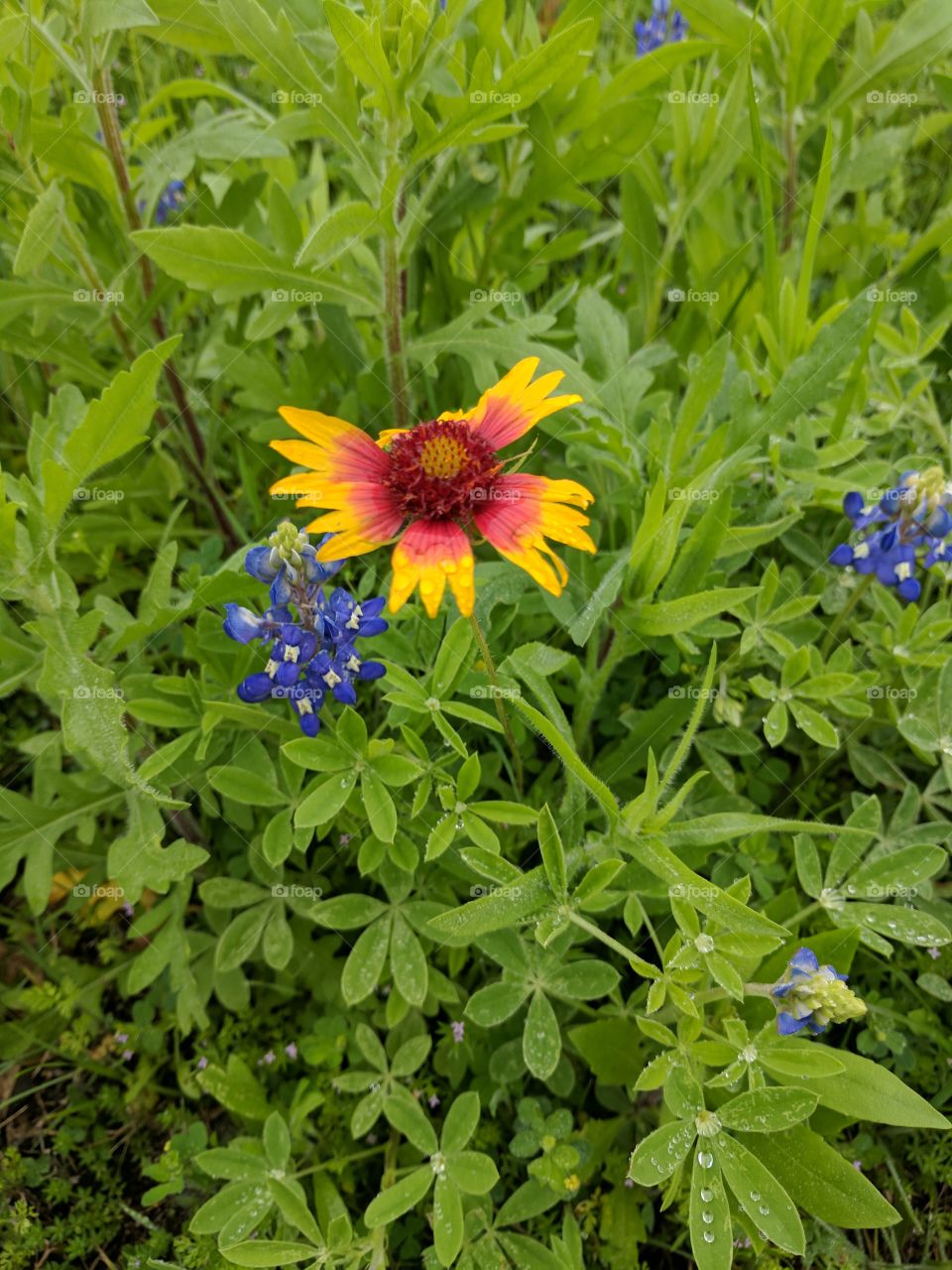 Texas wildflowers